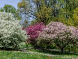 White, dark pink and light pink crabapple trees with daffodils on the ground