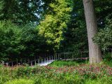 Ramp surrounded by trees and dark pink flowers