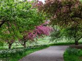 Path surrounded by daffodils and crabapples