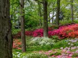 Magenta, orange-red, light pink, and white azaleas blooming amongst small green bushes and tall trees.