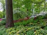 Bright green, small bushes with white, red, pink and purple azaleas blooming in the distance, and a tall brown tree trunk in view.