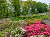 Small pink, white and purple azaleas sprouting from small green bushes amongst green bushes, green trees and large, grey rocks,