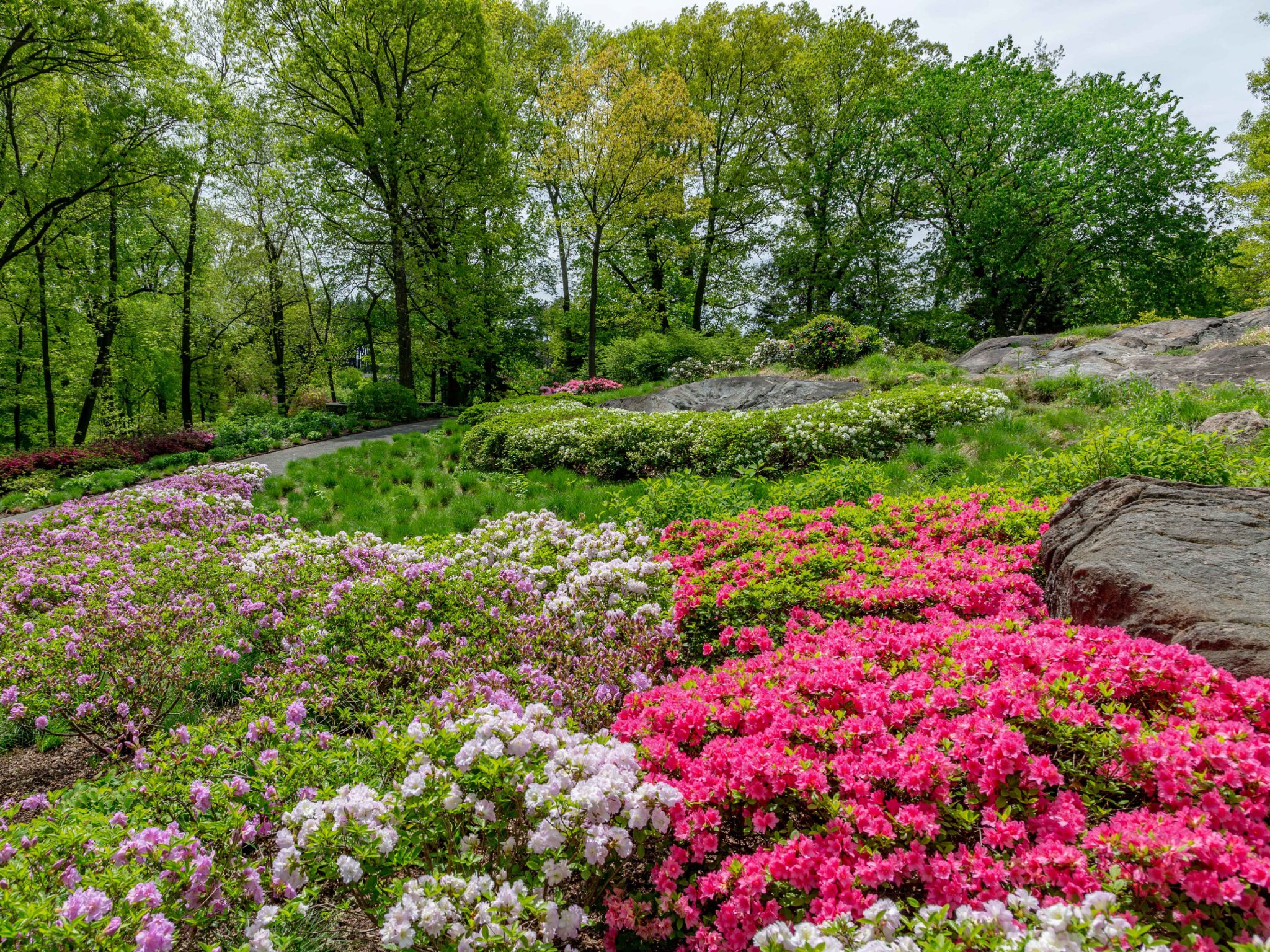 Azalea Garden » New York Botanical Garden