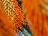 Close up of an orange-yellow flower
