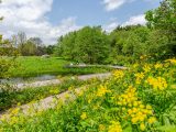 Many yellow flowers with water feature in the background and blue skies