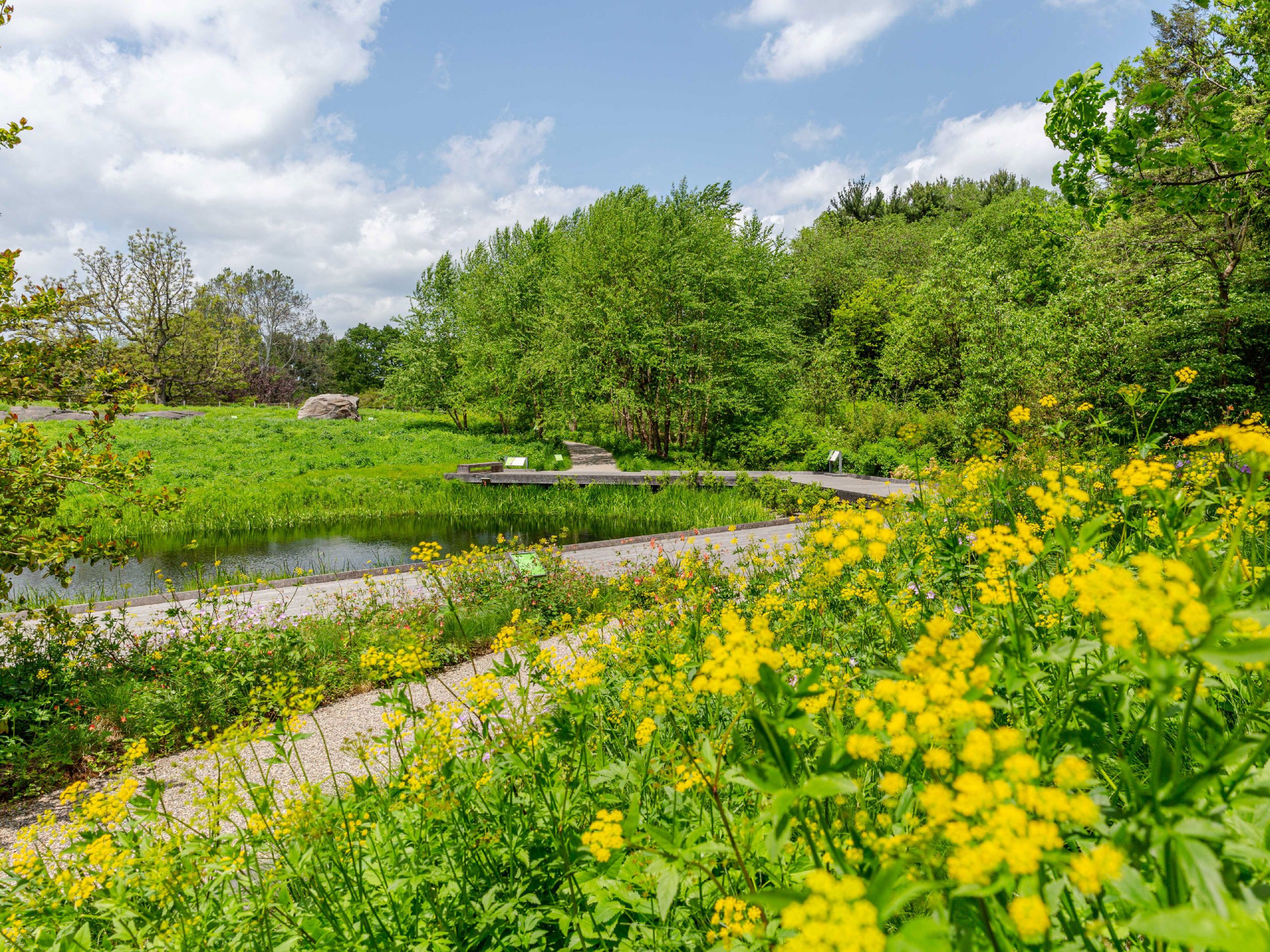 Native Plant Garden » New York Botanical Garden