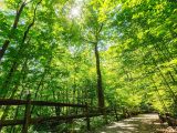 Sun peaking through tall green trees in the forest