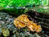 Tree bark lying on the ground with orange fungi growing