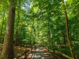 A path in the Thain Family Forest surrounded by green trees