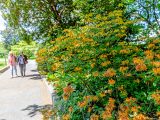 Visitors along the ladies border; close up of orange flowers