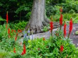 Several red flowers and a few purple ones with a tree trunk in the background