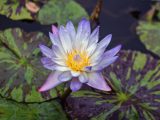 White and purple lotus with multi-colored leaves below