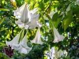 White bell-like flowers hanging from stem