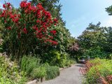 Ladies Border surrounded by red and pink flowers and fully bloomed trees