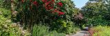 Bright red and pink flowers along the Ladies Border