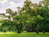 Several trees with bright green leaves growing amongst bright green grass.