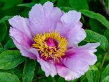Close up of pink peony flower with yellow in center surrounded by green leaves