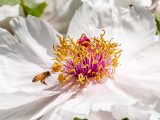 Close up of white peony flower with yellow and pink center, and a bumble bee approaching the center.