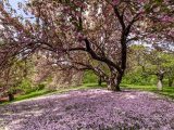 Cherry blossom tree with brown branches spread sprouting new pink blooms, and a sheet of pink cherry blossom petals on the grass below.