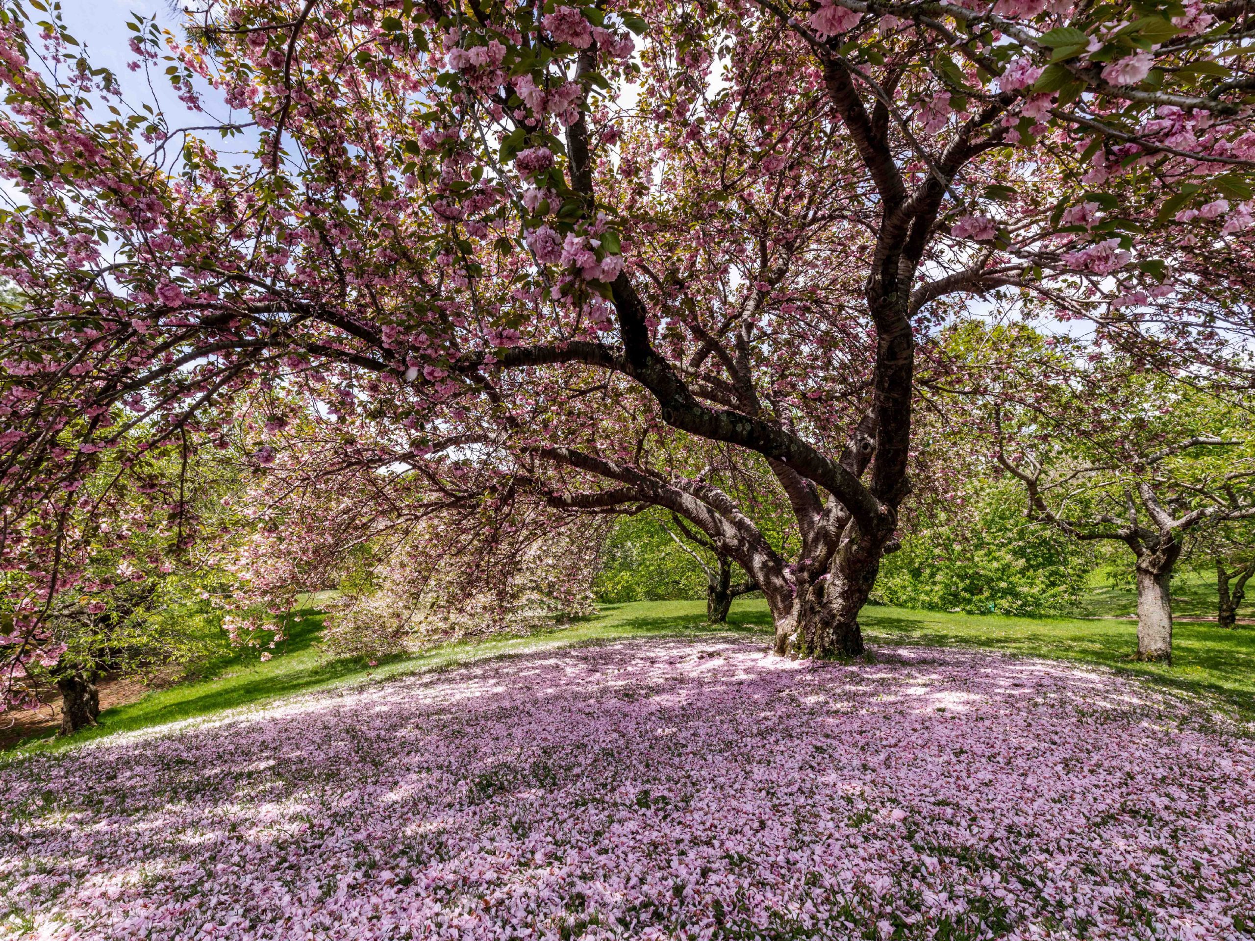 Cherries New York Botanical Garden