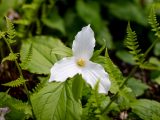 Close up of 3 petal white flower