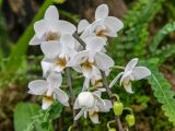 White orchids with yellow and brown specs