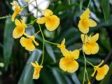 Yellow orchids hanging with dark green leaves in the background