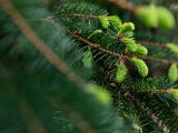Closeup of light and dark green pine needles on pine tree.