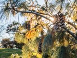 Pine cones on tree branches with rays of sunlight peeking through.