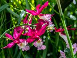 Bright pink and white orchids with leaves behind them