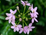 Close up of light pink flowers and buds