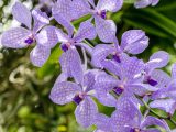 Light purple orchids that have a checkered pattern