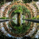 Photo of arches of orchids over a reflective water surface