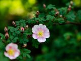 Pink and white flower with red buds around it