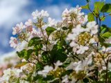 White and pink flowers and blue skies