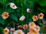 Small flowers with shades of coral, and burgundy on tall burgundy stems with green leaves in background.