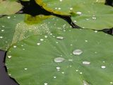 Close up of green lily pad with water droplets