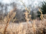 Long stemmed plants with pale yellow flowers