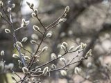 Small, light green, fuzzy flower buds sprouting from brown tree branches.
