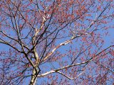 Tree with small pink buds