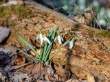 Tree trunk with 4 small snowdrop flowers