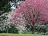 Trees with white and pink flowers