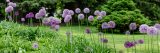 Purple alliums