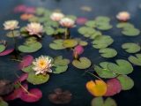 Pink lotuses and green and red water lilies floating on water