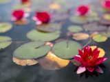 Bright prink lotus flower with several more in the background with lily pads scattered around