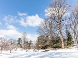 Snow covering daffodil hill with bare trees and blue skies