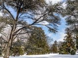 A mix of bare trees and full trees with snow on ground and blue skies