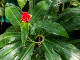 Small red flower with large green leaves