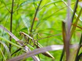 Large praying mantis blending in with leaves