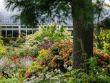 A large green tree truck amongst multicolored foliage and bushes in front of the Haupt Conservatory.